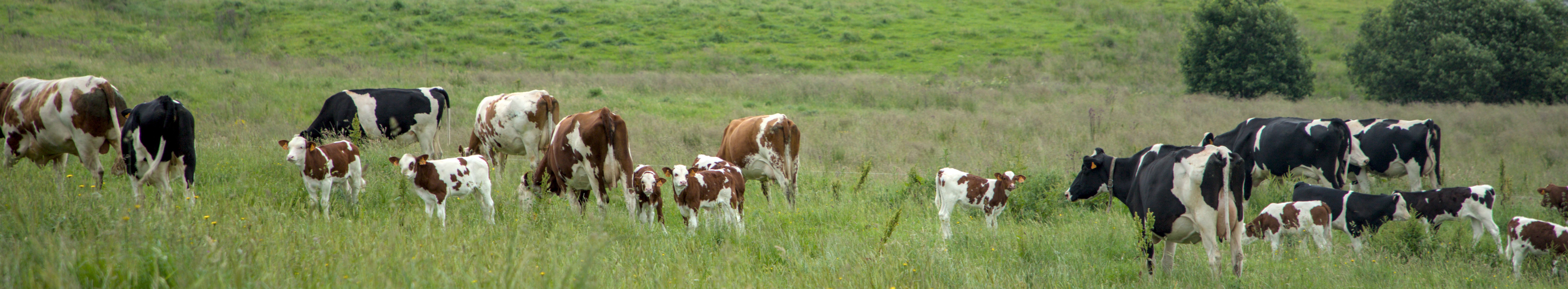 202407_vachesveauxdehors2.jpg