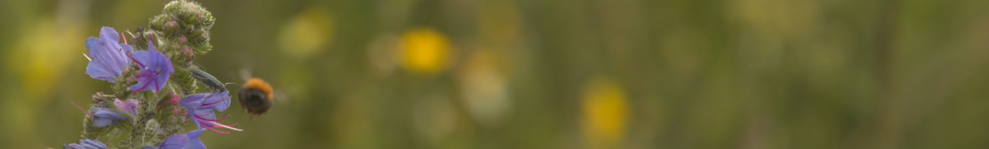 202406_CantharisBombus.jpg