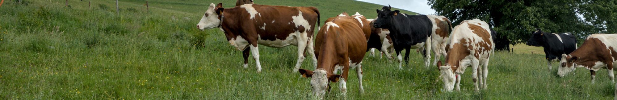 202406_vachesdehors1.jpg
