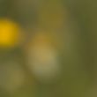 202406_CantharisBombus.jpg