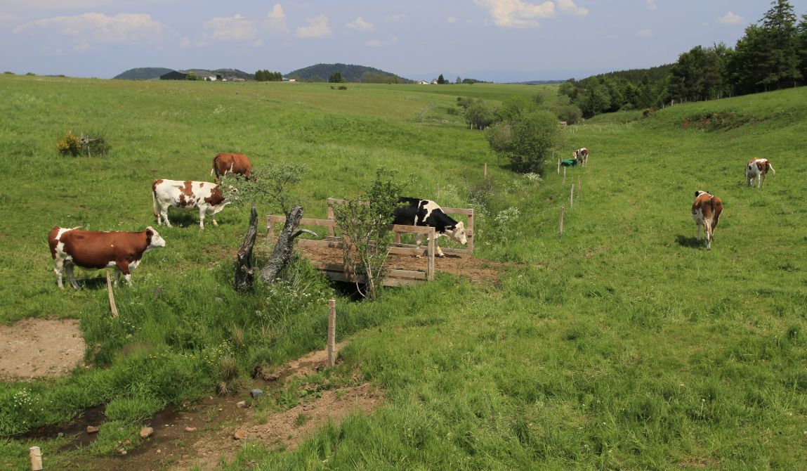 Les vaches et les aménagements agricoles_Aurélien MATHEVON.JPG