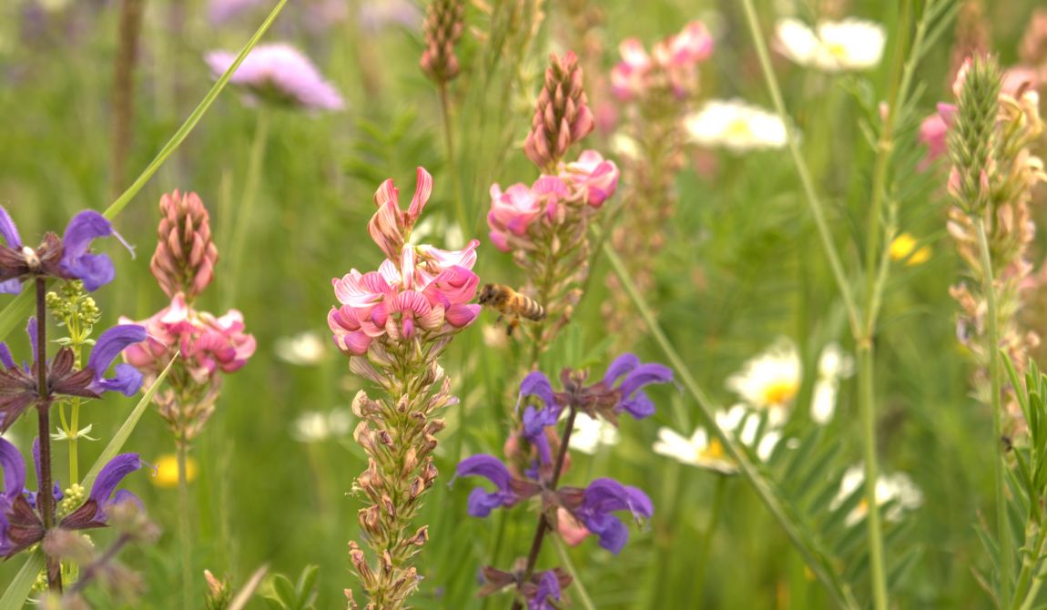 DSC03270.jpg