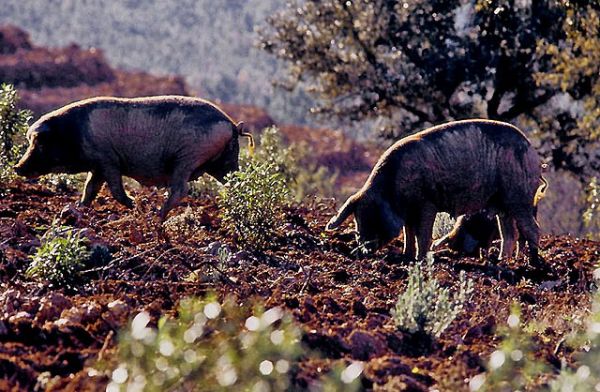 Free ranging pigs in Sierra de Aracena.jpg